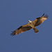 Western Osprey