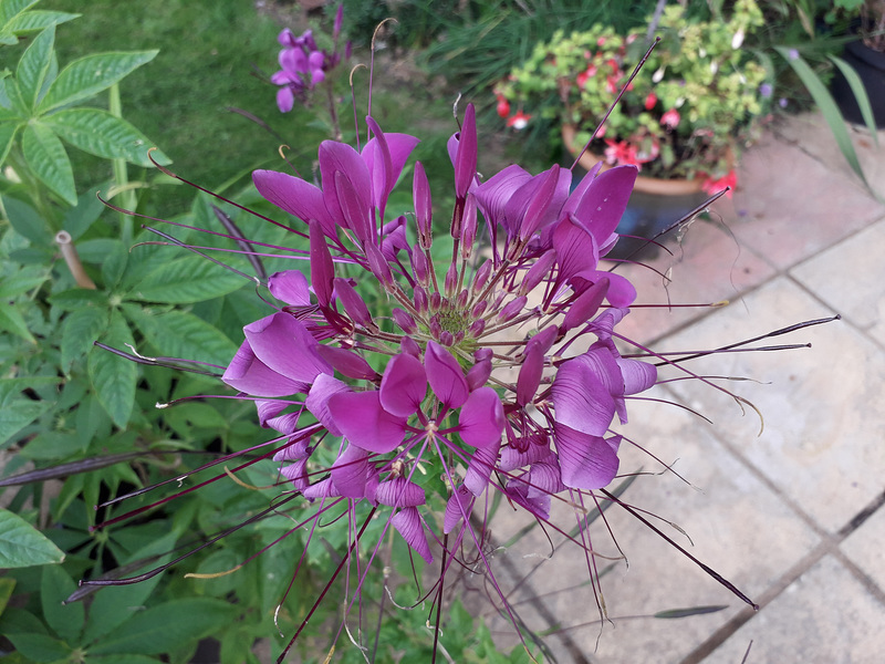 Cleome