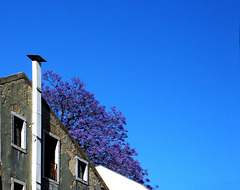 Jacaranda, every year announces the coming of summer