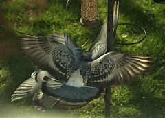 Pigeons fighting over the bird food!!