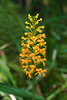 Platanthera cristata (Crested Fringed orchid)