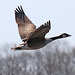 Canada goose in flight (Explored)