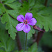 20210514 4315VRAw [D~LIP] Stinkender Storchsschnabel (Geranium robertianum agg), Bad Salzuflen