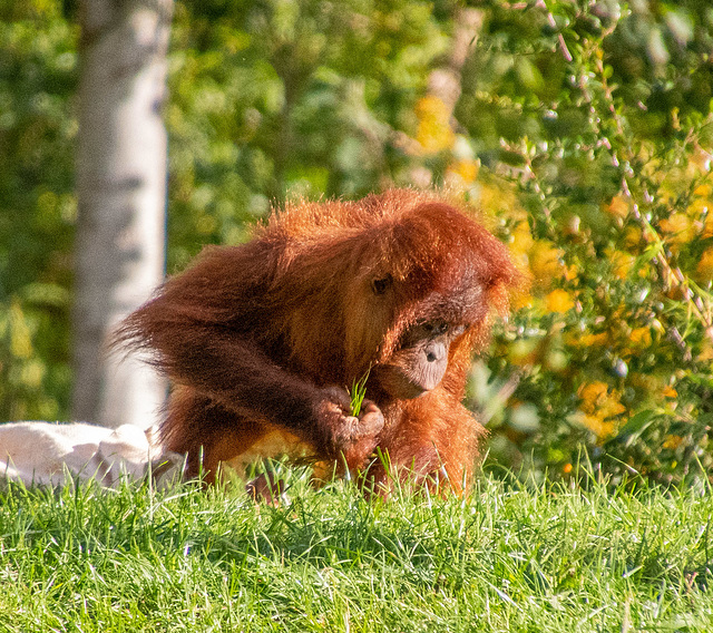 Orangutan