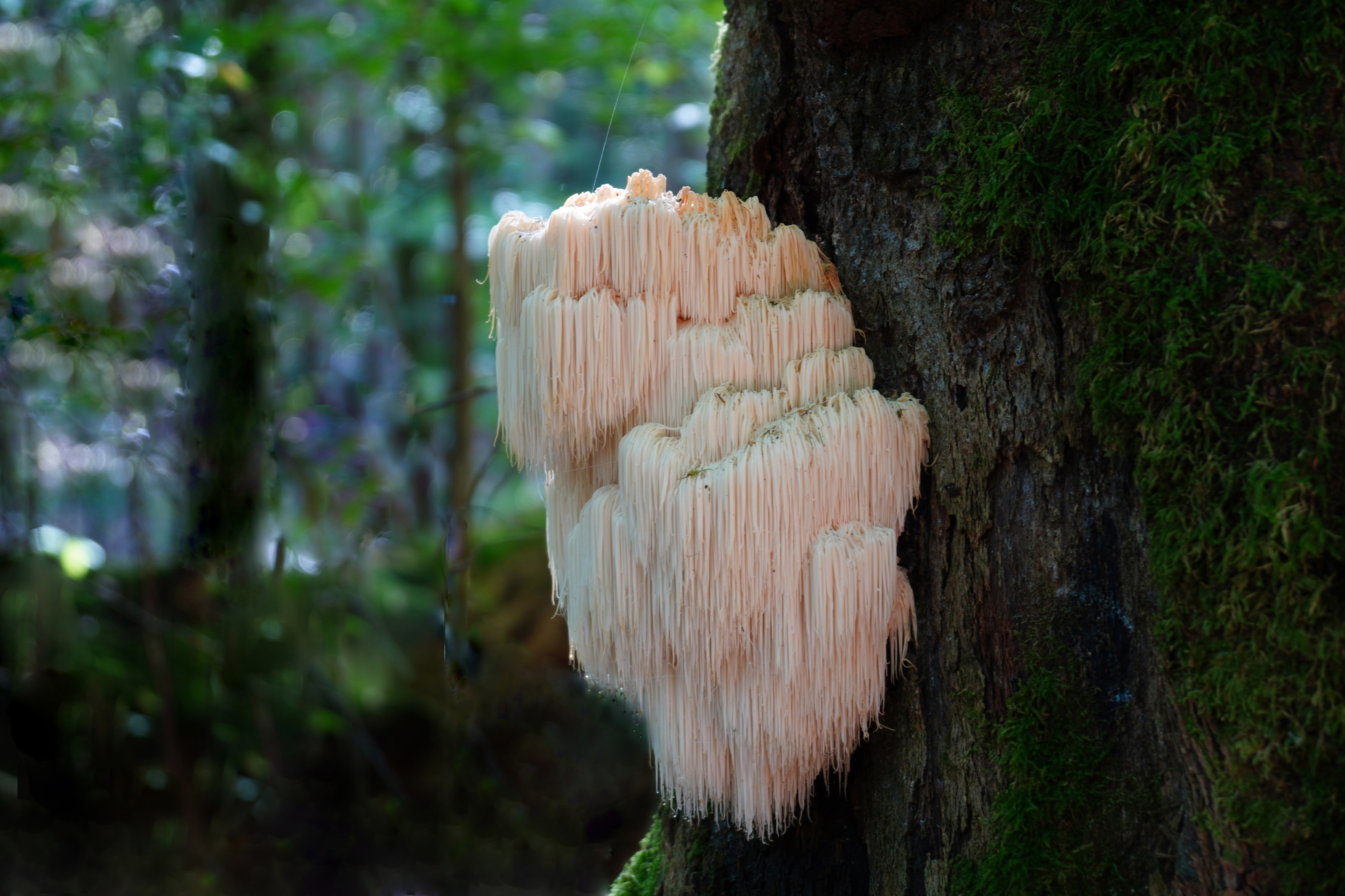 Ein Pilzgigant - A mushroom giant - PiP