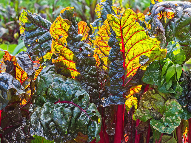 Chard in the Autumn Sunlight