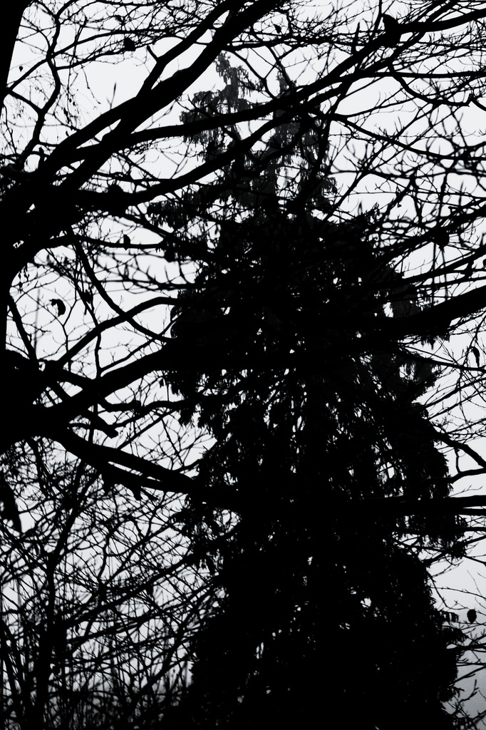 Wald, Horn Bad-Meinberg
