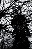 Wald, Horn Bad-Meinberg