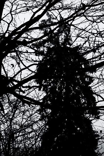 Wald, Horn Bad-Meinberg