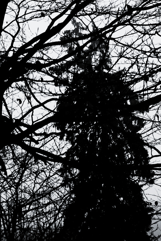 Wald, Horn Bad-Meinberg
