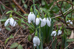 025-365, Erste Frühlingsboten