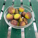 Figs – 2nd round