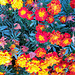 Tagetes