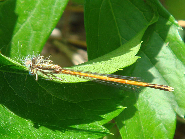 Common winter damselfly m  (Sympecma fusca)  07-06-2010