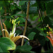 Passiflora aurantia (1)