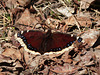 Mourning Cloak / Nymphalis antiopa