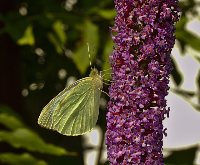 Butterfly IMG_1899