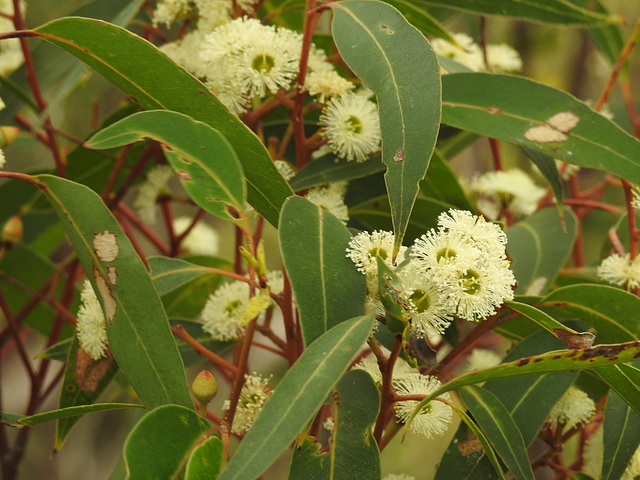 blühender Eukalyptus