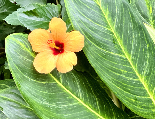 Blüte im Schmetterlingshaus