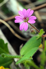 Geranium molle