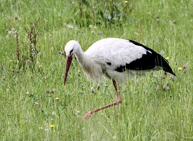 Reihe für Reihe wird die Wiese von dem Storch abgesucht Reihe für Reihe wird die Wiese von dem Storch abgesucht