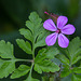 20210514 4316VRAw [D~LIP] Stinkender Storchsschnabel (Geranium robertianum agg), Bad Salzuflen