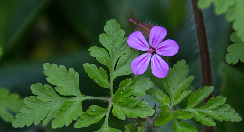 20210514 4316VRAw [D~LIP] Stinkender Storchsschnabel (Geranium robertianum agg), Bad Salzuflen