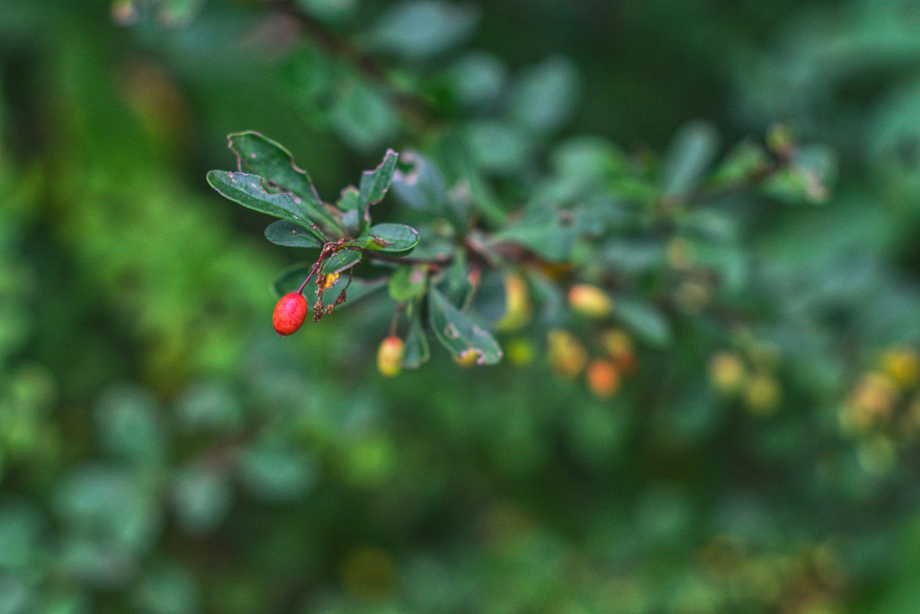 A Little Red