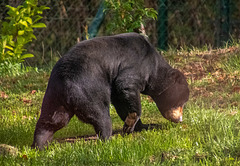 Sun bear