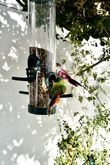 #32- A bird feeder