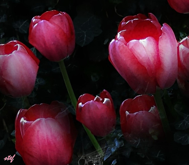 red tulips