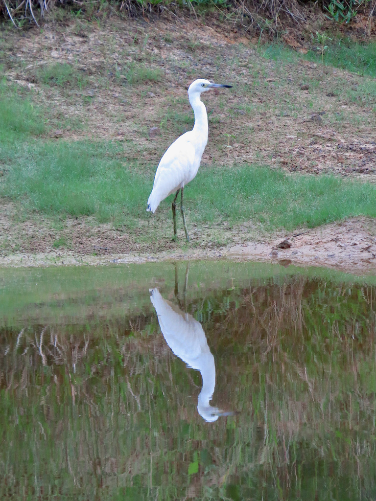 Snowy egret by the pond
