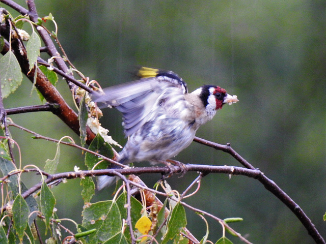 Stieglitz + PiP im Regen