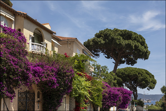 Végétation méditerannéenne - Mediterrane Vegetation - Mediterranean vegetation