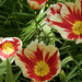 Open tulips