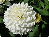 Dahlia**************