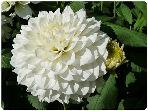 Dahlia**************