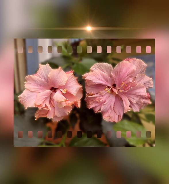 the last blossoms ❁ ❁ ❁ the last blossoms ❁ ❁ ❁