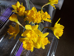 SoS[26] - daffs bunch {jan26, 1 of 2}