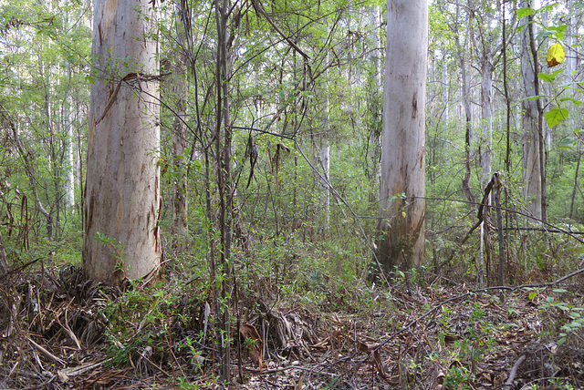 Eucalyptus diversicolor