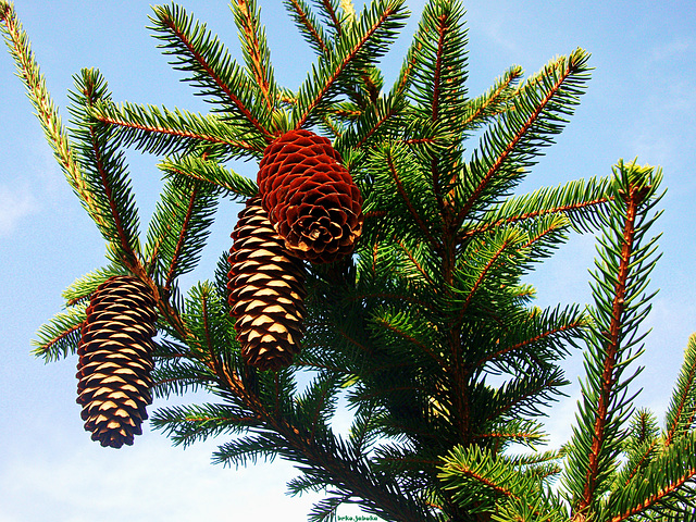 Spruce cone