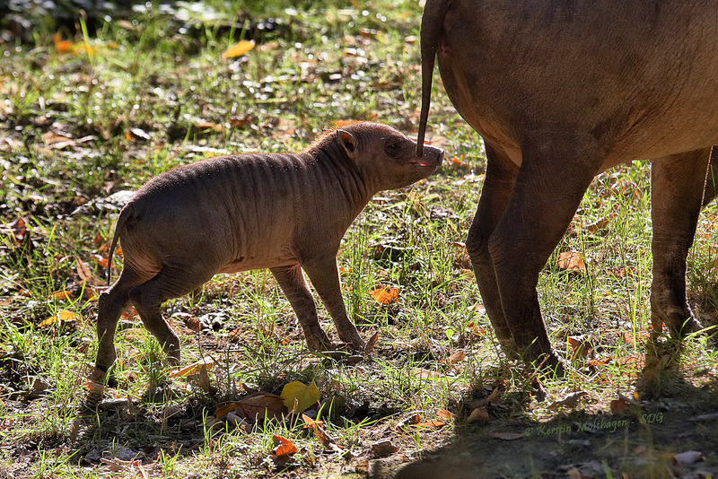 Hirscheber-Ferkel (Grüner Zoo Wuppertal)