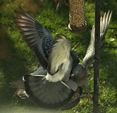 Pigeons fighting over the bird food!!