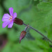 20210514 4317VRAw [D~LIP] Stinkender Storchsschnabel (Geranium robertianum agg), Bad Salzuflen