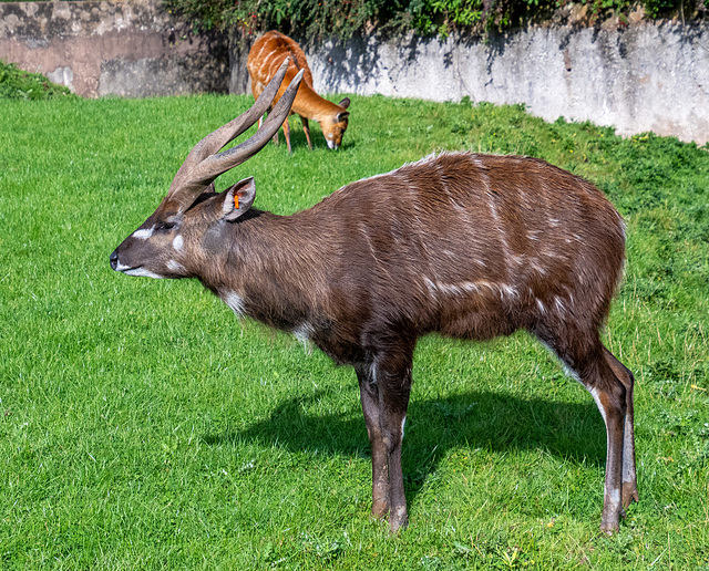 Sitatunga antelope