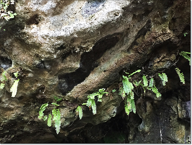 Wall of the Cave