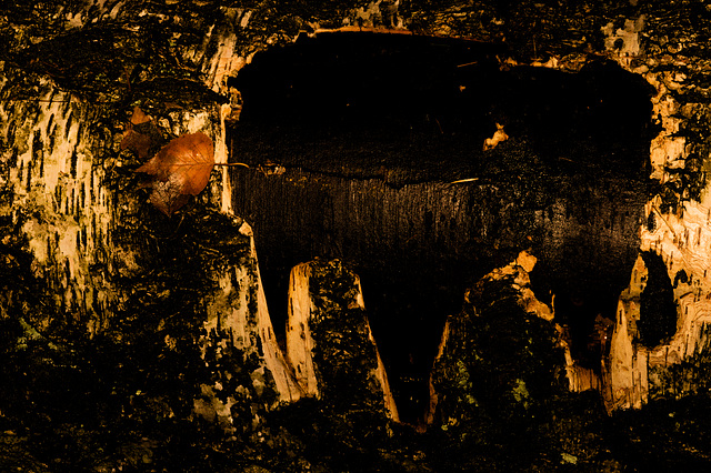 Wald, Horn Bad-Meinberg