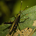 IMG 7234 Grasshopper-2