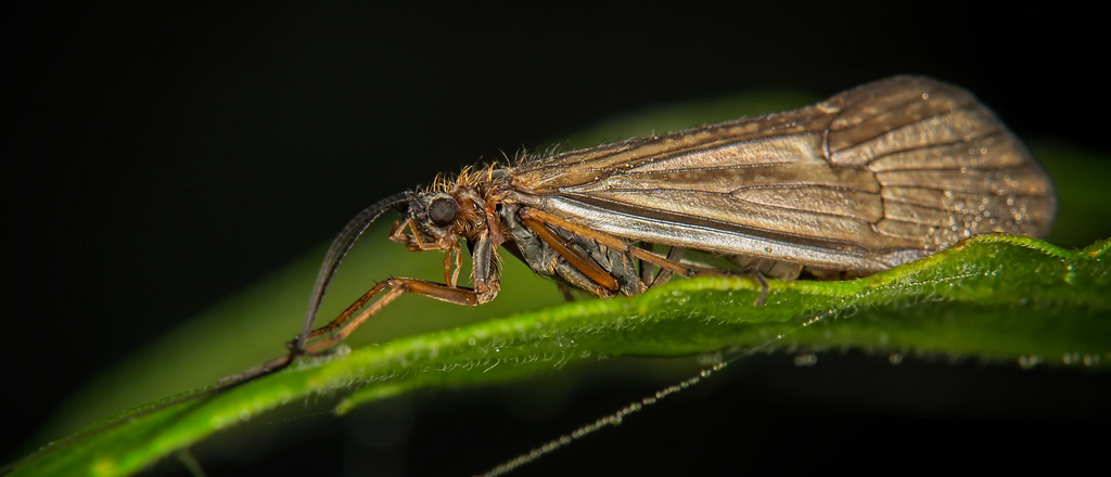 Die Köcherfliege (Trichoptera) am Laufsteg :))  The caddisfly (Trichoptera) on the catwalk :))  La phrygane (Trichoptera) sur le podium :))