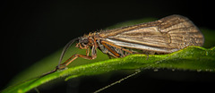 Die Köcherfliege (Trichoptera) am Laufsteg :))  The caddisfly (Trichoptera) on the catwalk :))  La phrygane (Trichoptera) sur le podium :))